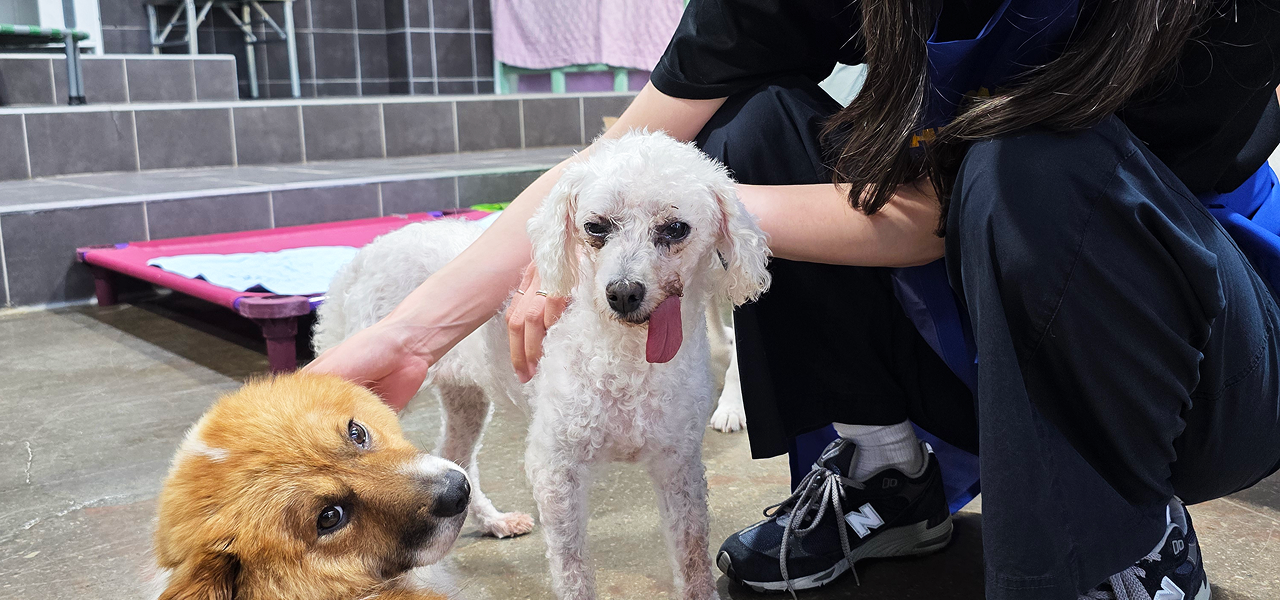 구조동물들과 함께하는 활동 모습