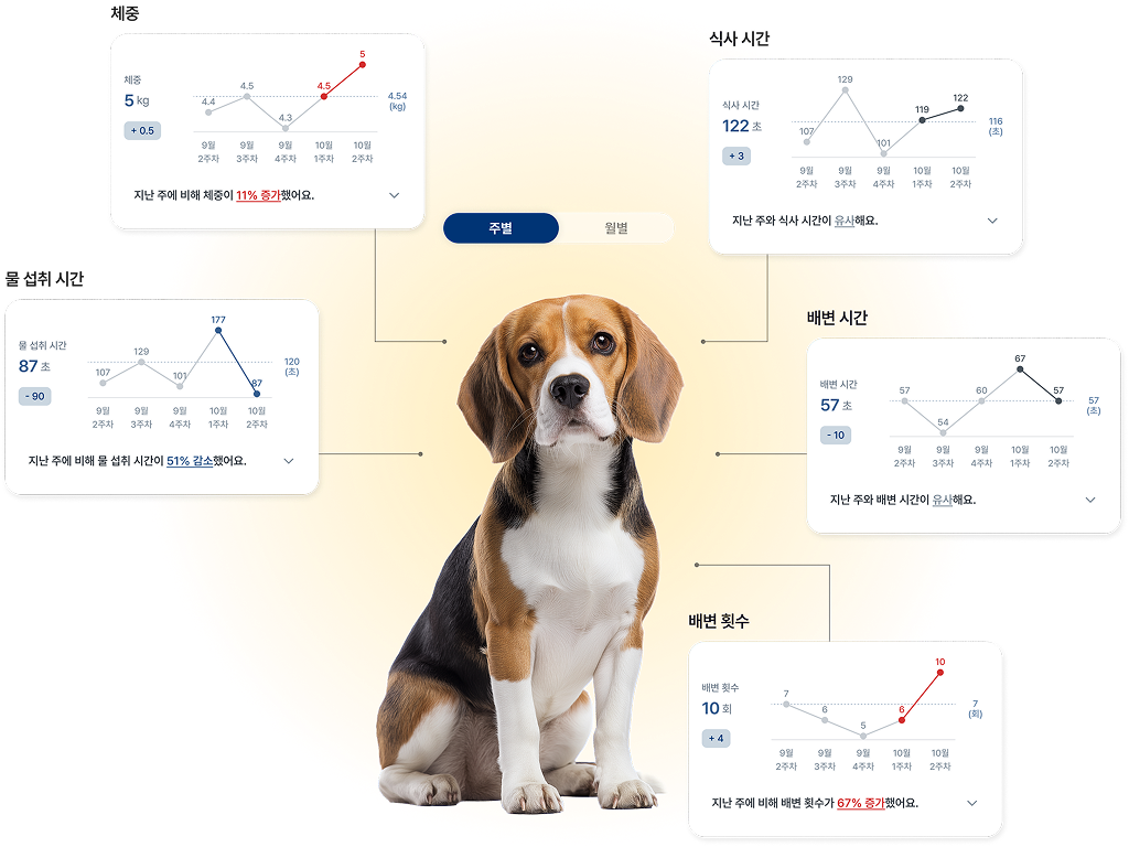 반려동물 케어 리포트 예시